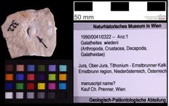 Foto (Objekt + Etiketten) von Galatheites wiedeni (NHMW-GEO-1990-0041-0322)